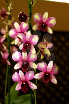 Colorful Orchid Species Purple and White Dendrobium Sonia Picture