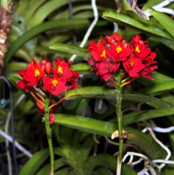 Colorful Orchid Species Bright Red Yellow Epidendrum Joseph Lii Picture