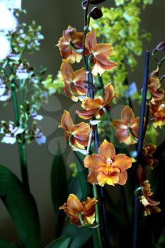 Colorful Orchid Species Bright Brown and Yellow Picture