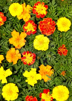 Bright Yellow Red and Orange Flower Picture