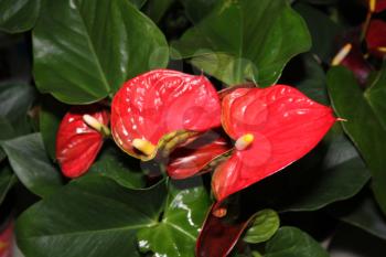 Flora Picture of Bright Red Anthurium Flowers