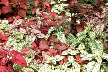 Flora Pink Green Red Ground Cover Leaves Display Picture