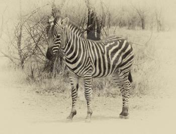 Beautiful, healthy Zebra standing proud in the South African Bushveld. Sepia image.