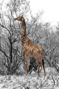Partial Black and White Image of Grown Giraffe eating top leaves from large tree.