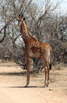 Strong Young Giraffe standing in Sand Road