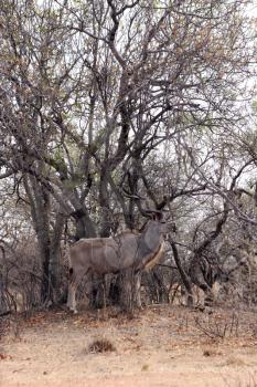 Kudu Bull in Camouflage Cloak Mode Against Tree Branches