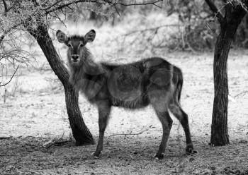 Black and White  Picture of Alert Waterbuck Listening  Carefully to Every Sound