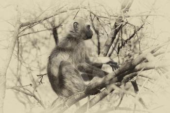 Sepia Toned Pictured of a Vervet Monkey in a Tree in a Tree