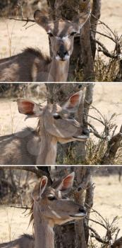Three Picture Series of Kudu Ear Positions when Listening