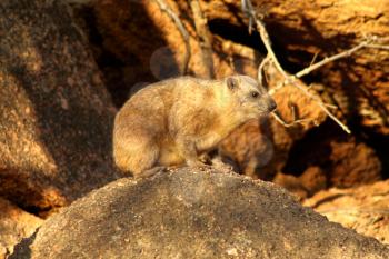 Side Profile of Small Dassie Basking in the South African Morning Sun