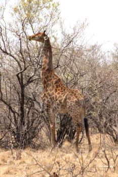Grown Giraffe eating top leaves from large tree.