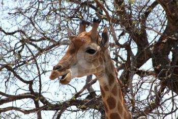 Side Profile Picture of the Head of a Large Grown Giraffe busy Eating