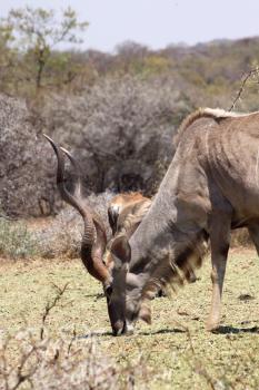 Large Kudu Bull Eating Grass in a Nature Conservation Park