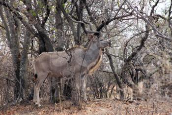 Kudu Bull in Camouflage Cloak Mode Against Tree Branches
