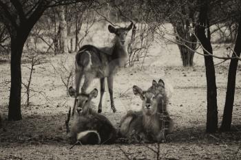 Sepia Toned Picture of Herd of Alert Waterbuck Listening  Carefully from Under Bushveld Trees