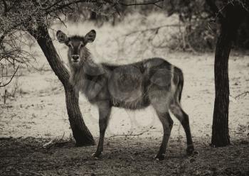Sepia Toned Picture of Alert Waterbuck Listening  Carefully to Every Sound