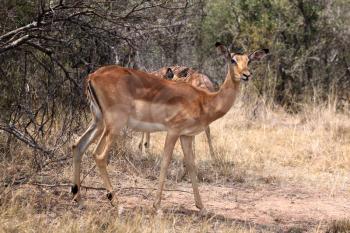Alert Impala Ewe walking through Bushveld Grass
