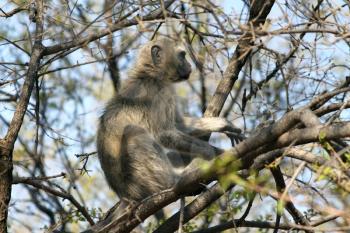 Vervet Monkey (Chlorocebus pygerythrus ) in a Tree