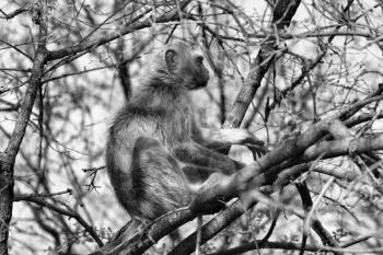 Black and White Picture of a Vervet Monkey in a Tree