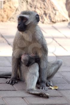 Mother Vervet Monkey (Chlorocebus pygerythrus ) with Baby in her Lap 
