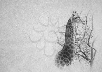 Greyscale Black and White Foldable Card Image of Soft Expression Giraffe Face on  Leather Type Textured Paper with Heading and Large Text Area