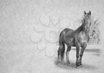 Greyscale Black and White Foldable Card Image of Large Black Muscular Stallion on  Leather Type Textured Paper with Heading and Large Text Area