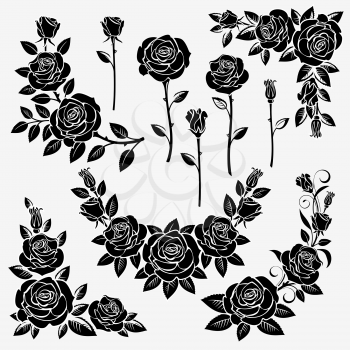 Collection of roses on a white background.  Isolated