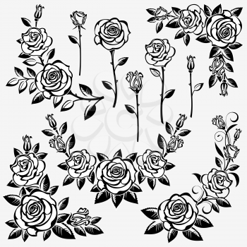 Collection of roses on a white background.  Isolated