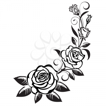 Branch of roses on a white background;