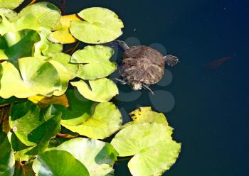 a tortoise swimming in a pond