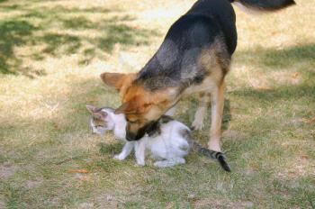 dog and cat playfu friendship