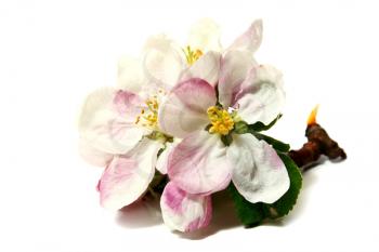 flowers of apple-tree on a branch isolated on white background