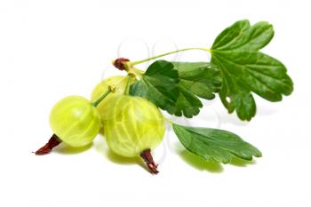 gooseberry with leaves isolated on white background