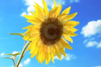 sunflower on a background blue sky