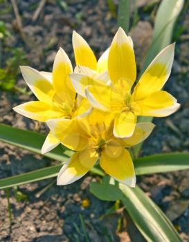 three yellow tulips in garden