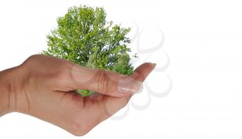 Tree in a hand