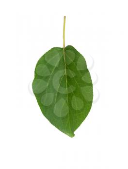 leaf of dried apricots on a white background