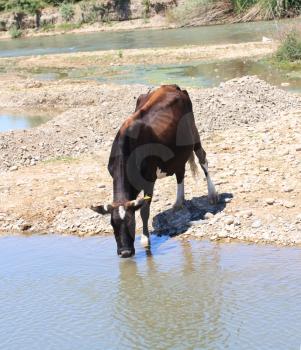 cow drinks water from a river