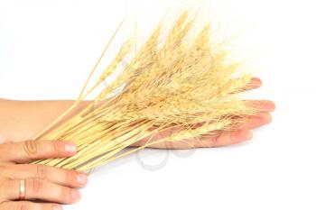 wheat in the hands of