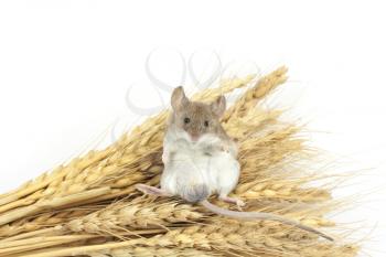 mouse on wheat