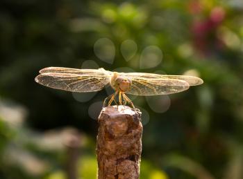 Dragonfly on the nature, macro