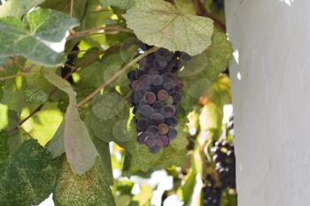 Purple grapes growing on vine 