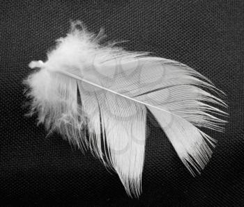  feather of a bird on a black background