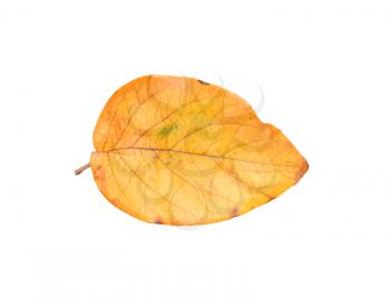 Yellow autumn leaves on a white background 