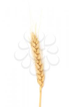 Dried Ear of Cereal crop in studio isolated against white background. 