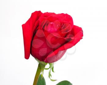 A Isolated red rose on white background 