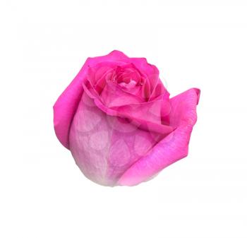 Pink rose on a white background 