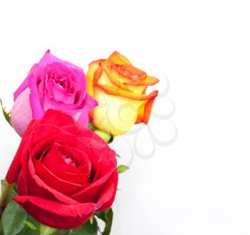 Beautiful three roses on white background with space for copy. 