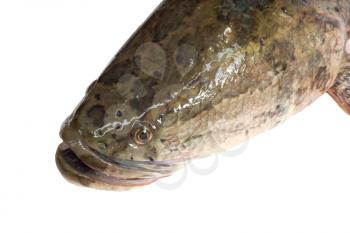 snakehead is a ferocious fish isolated on white 