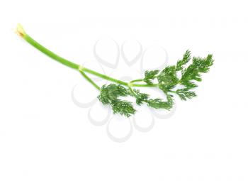 Fresh green dill isolated on white 